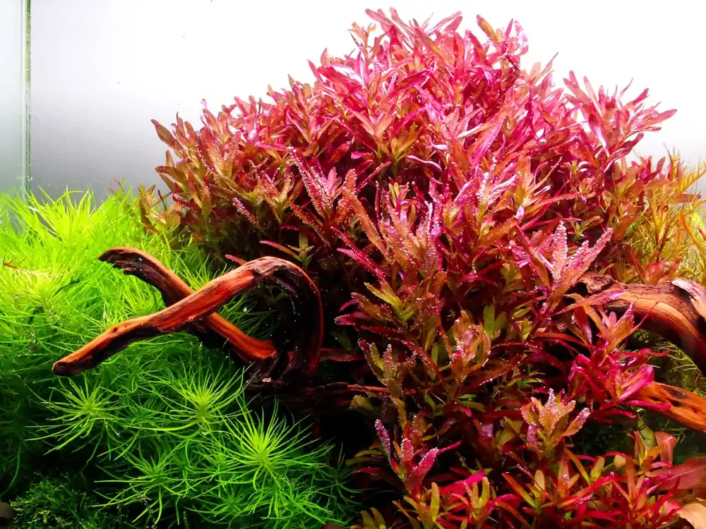 Rotala rotundifolia ‘Blood Red‘ Top Prodej