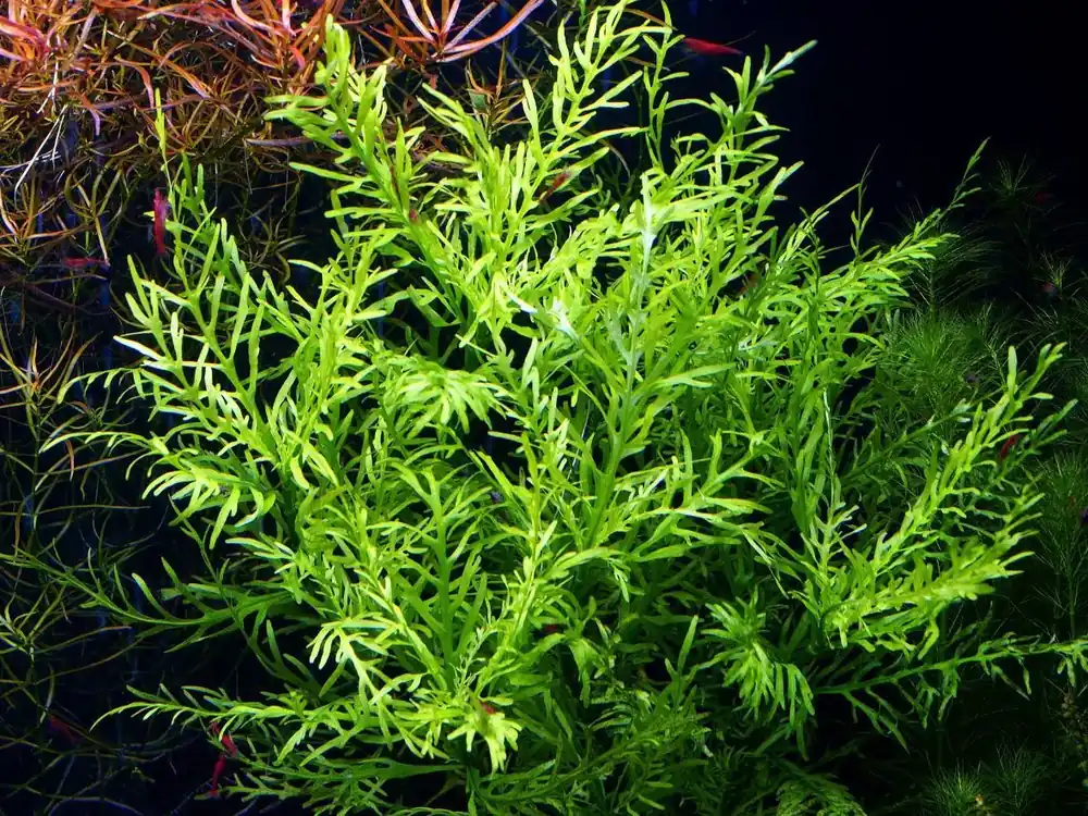 Hygrophila odora Přímo Od Výrobce