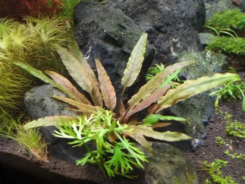 Cryptocoryne undulata ‘Broad Leaf‘ Nejprodávanější