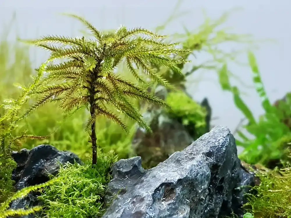 Novinka Climacium japonicum ‘Tree Moss‘