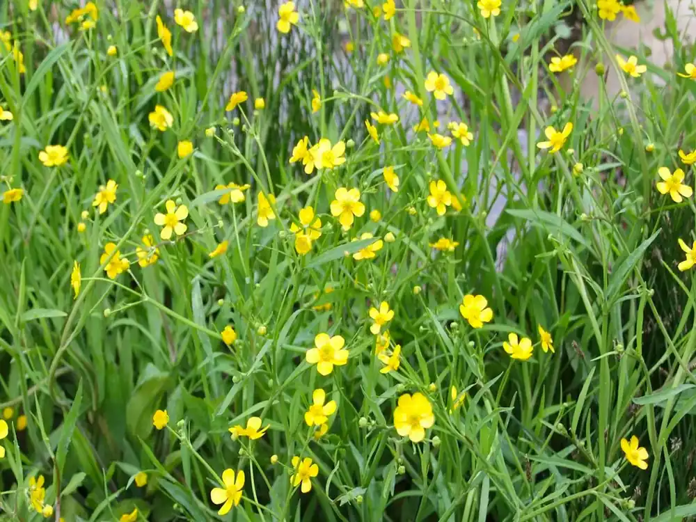 Bezpečná Platba Ranunculus flammula