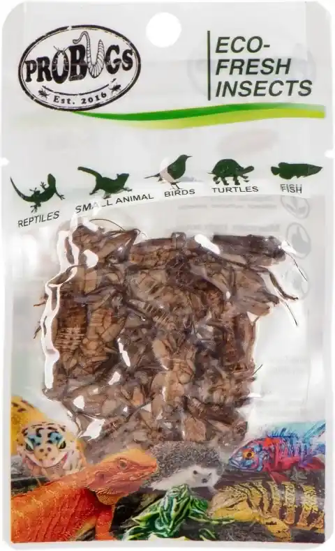 Výprodej ProBugs Eco-Fresh Cricket 6g cvrčci