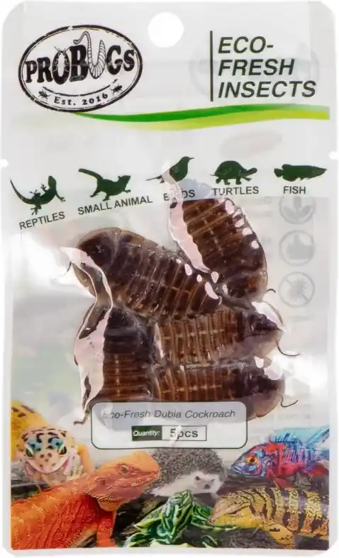 ProBugs Eco-Fresh Dubia Cockroach 5 ks argentinští švábi Nakupujte Hned