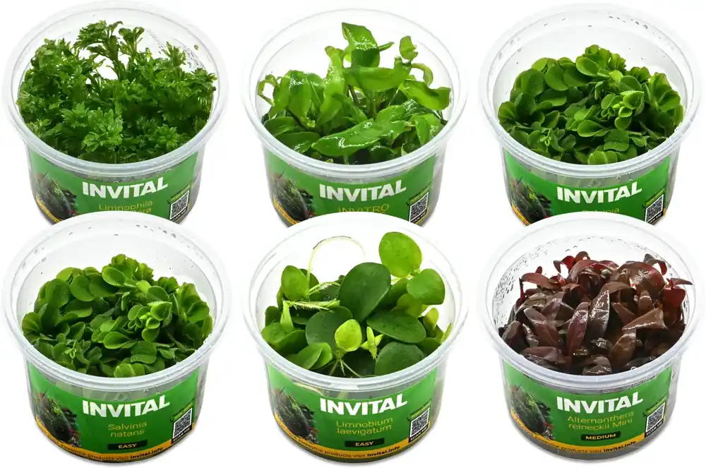 Kolekce in vitro rostlin pro akvárium do 50 litrů 6 kelímků Sleva