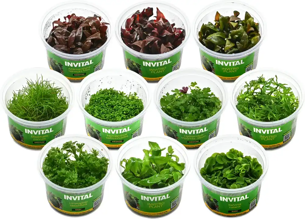Super Cena Kolekce 10 kelímků in vitro rostlin
