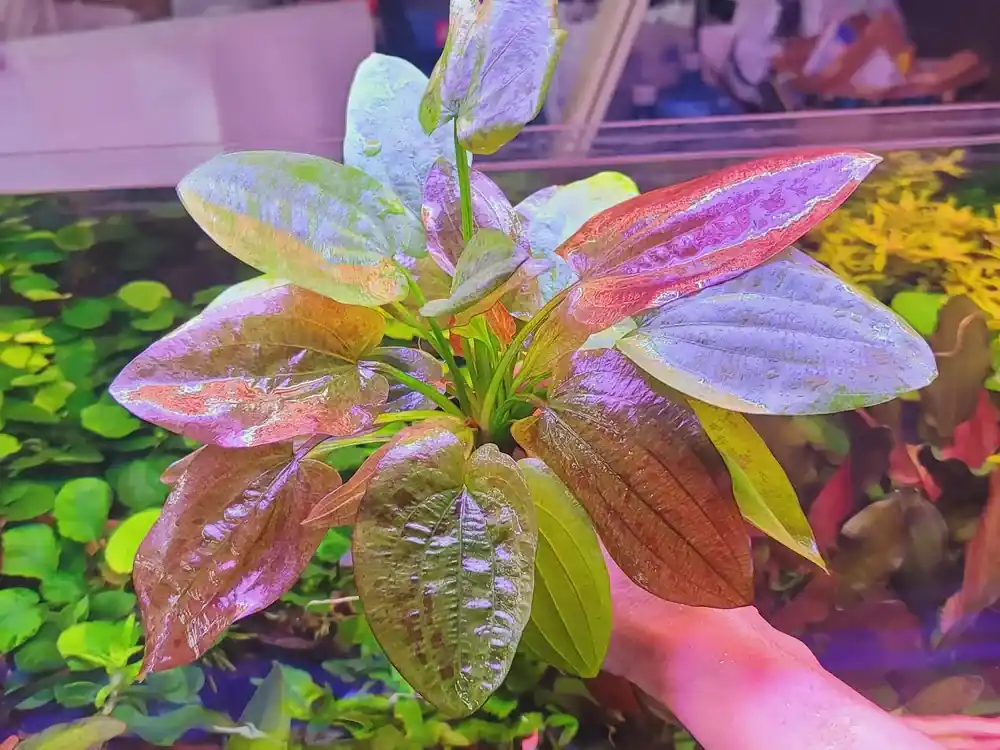 Jen Po Omezenou Doba Echinodorus ‘Chocolate Marble‘