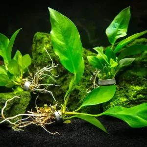 Anubias sp. ‘Nangi‘ Super Cena