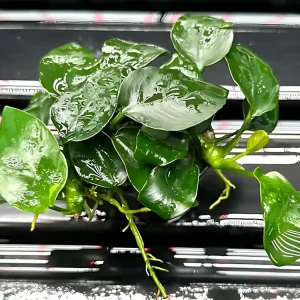 Anubias barteri var. nana ‘Thick Leaf‘ Kup Teď