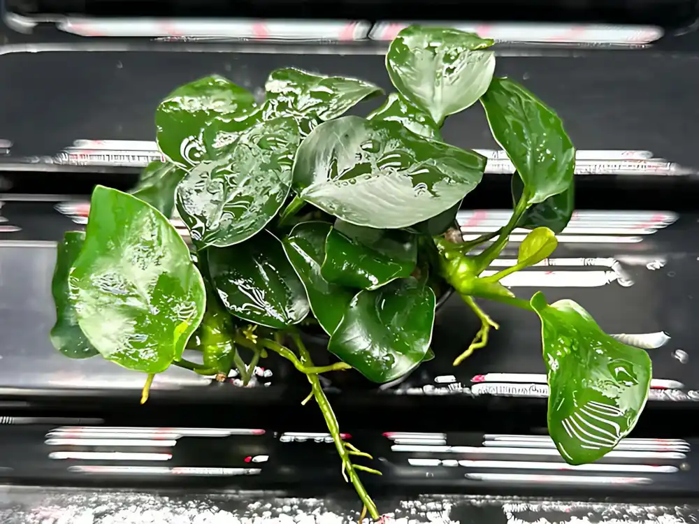 Anubias barteri var. nana ‘Thick Leaf‘ Kup Teď